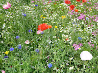 Rural Dorset flora