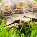 Tortoise approach to email overload